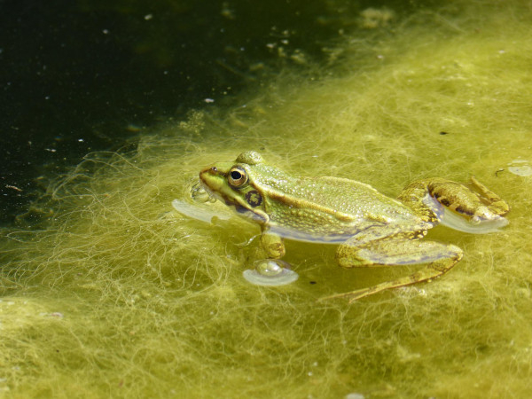 Lorsque la mare s'assèche, l'eau chauffe plus vite et les algues vertes prolifèrent. Le milieu manque d'oxygène © Pixabay